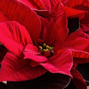 Christmas Flowers: Dedications Due Dec. 19