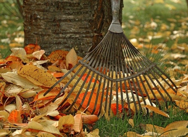 Fall Clean Up Days