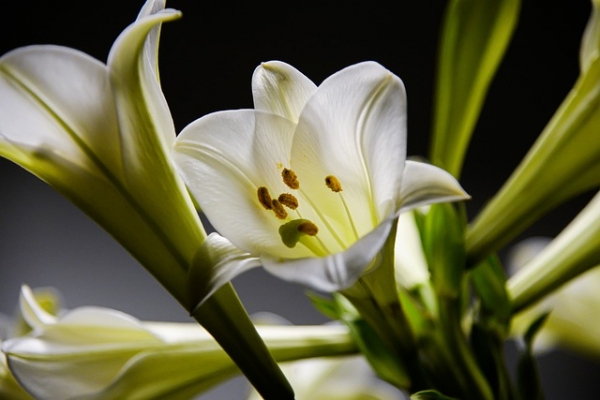 Easter Flowers